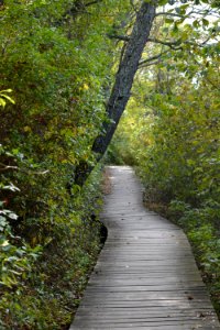 Path Nature Woodland Leaf photo