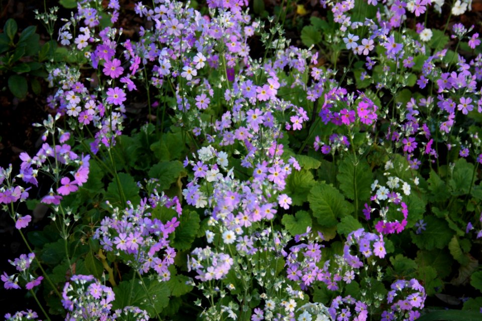 Flower Plant Flowering Plant Flora