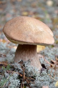 Mushroom Penny Bun Fungus Bolete