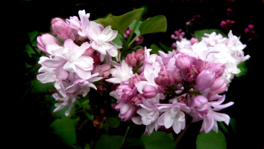 Flower Plant Flowering Plant Lilac