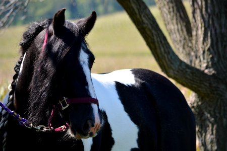 Horse Halter Mane Bridle