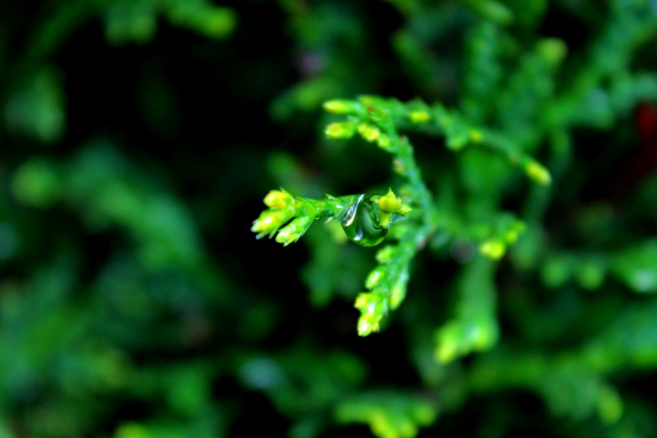 Vegetation Leaf Branch Vascular Plant