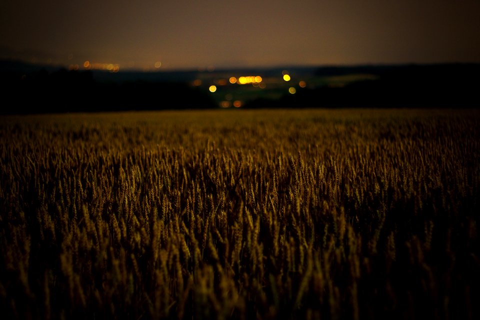 Field Grass Family Crop Sky