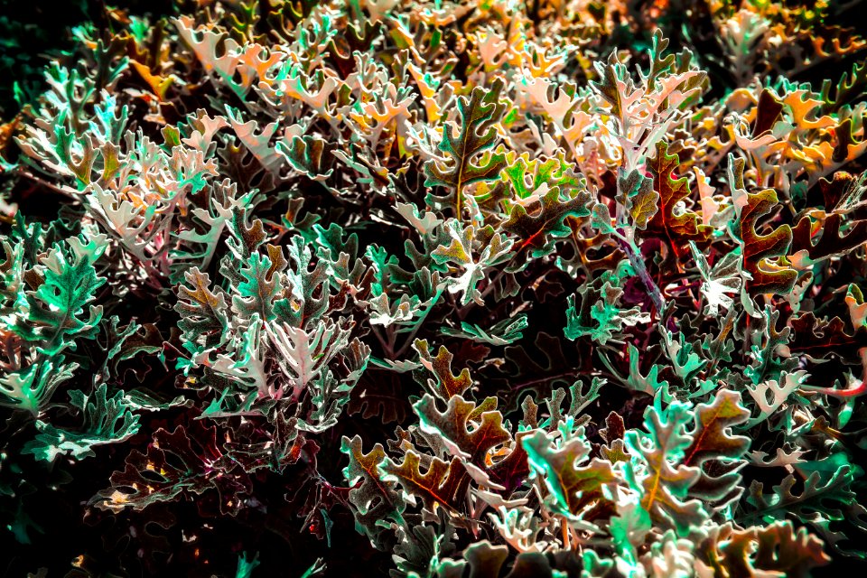 Plant Flora Organism Seaweed