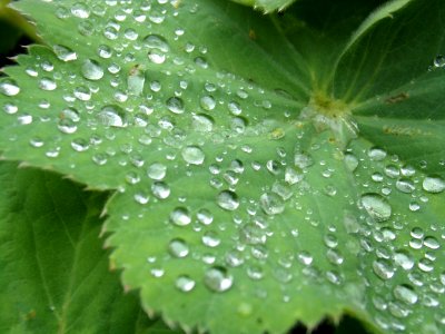Water Dew Leaf Drop photo
