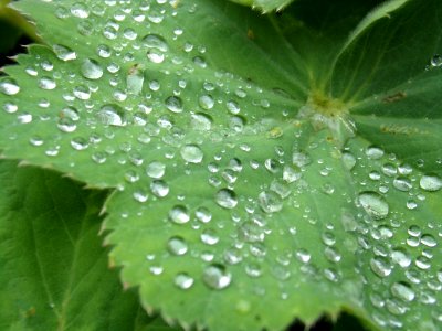 Water Dew Leaf Drop