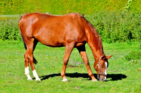 Horse Pasture Ecosystem Mare photo