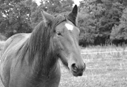 Horse Black And White Mane Fauna