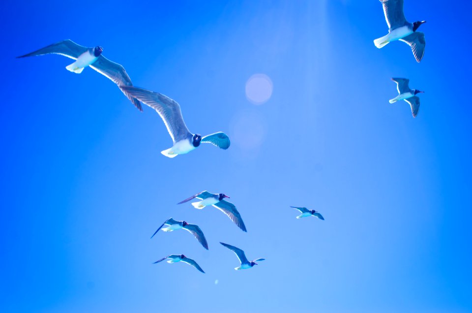Sky Blue Bird Azure