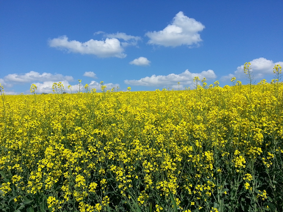 Field of rapeseeds sky spring
