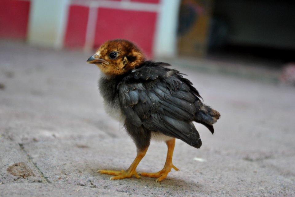 Chicken Bird Galliformes Beak
