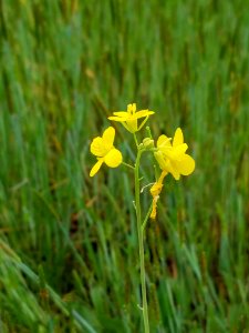 Flower Flora Plant Flowering Plant photo