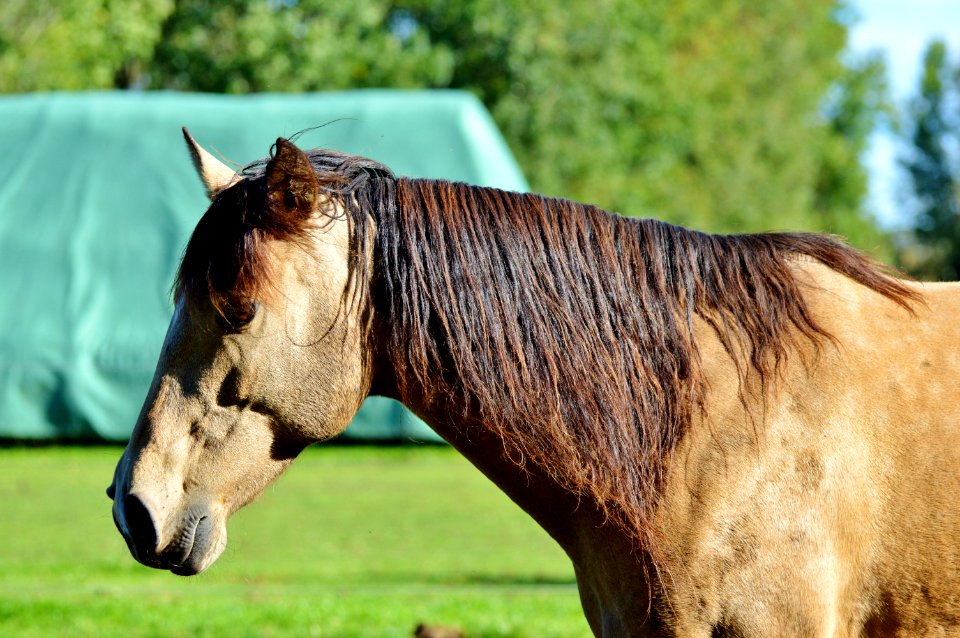 Horse Mane Horse Like Mammal Bridle