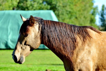 Horse Mane Horse Like Mammal Bridle photo