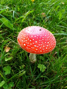 Mushroom Fungus Agaric Grass photo