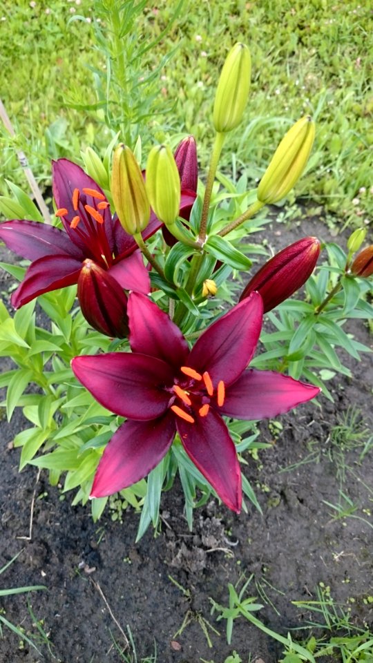 Flower Plant Flowering Plant Lily