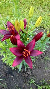 Flower Plant Flowering Plant Lily photo
