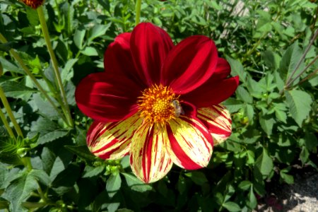 Flower Plant Flowering Plant Annual Plant
