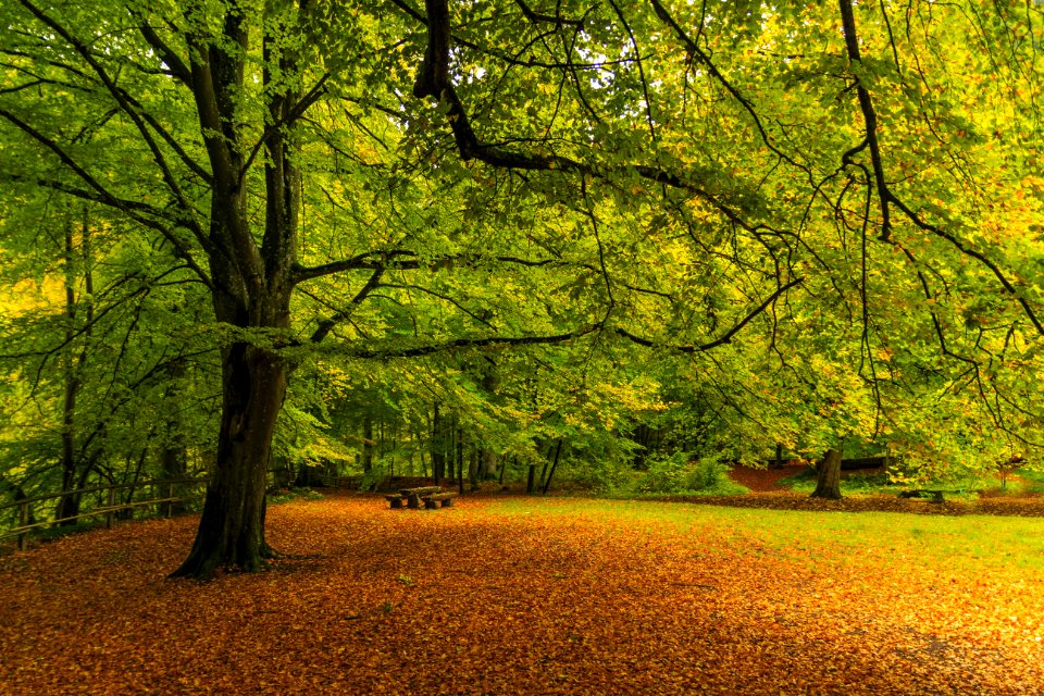 Nature Leaf Green Tree