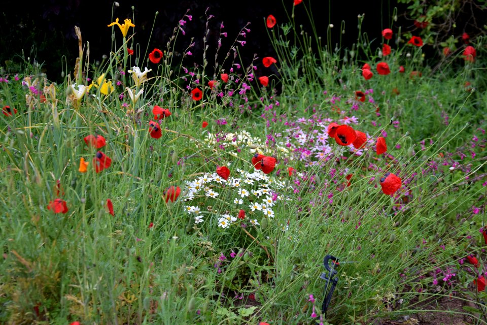 Flower Ecosystem Wildflower Plant
