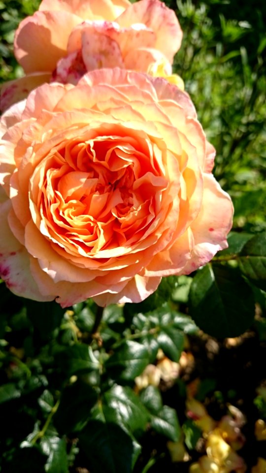 Rose Flower Rose Family Garden Roses