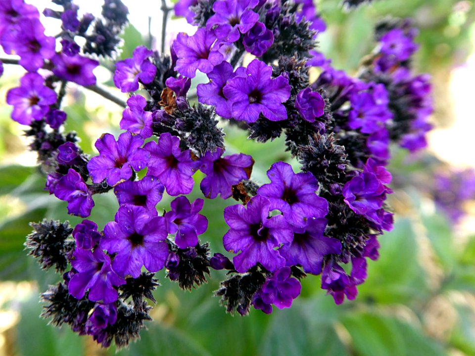 Flower Plant Purple Flowering Plant