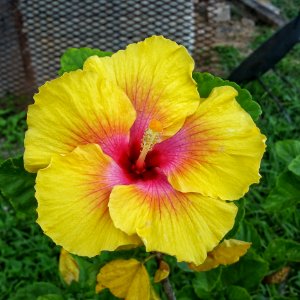 Flower Yellow Hibiscus Flowering Plant