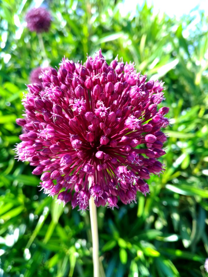 Plant Purple Flower Onion Genus