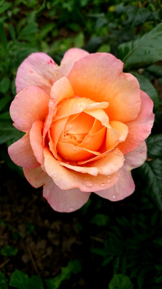 Rose Flower Rose Family Pink