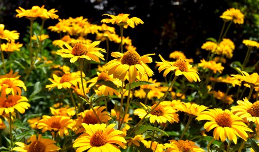 Flower Yellow Plant Daisy Family
