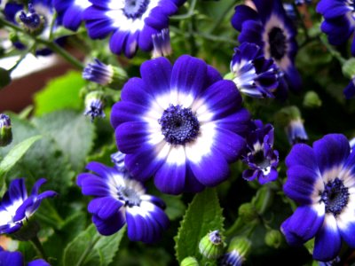 Flower Blue Plant Flora photo