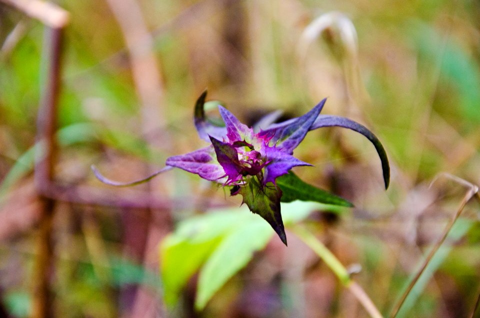 Flower Flora Plant Purple