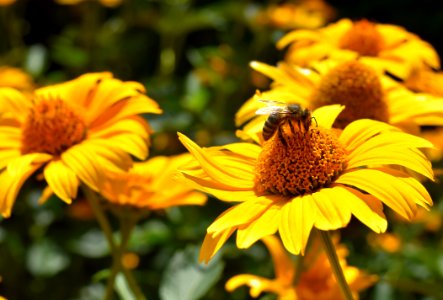 Flower Yellow Honey Bee Bee photo