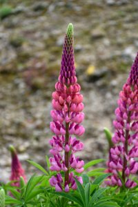 Plant Flower Lupin Flowering Plant