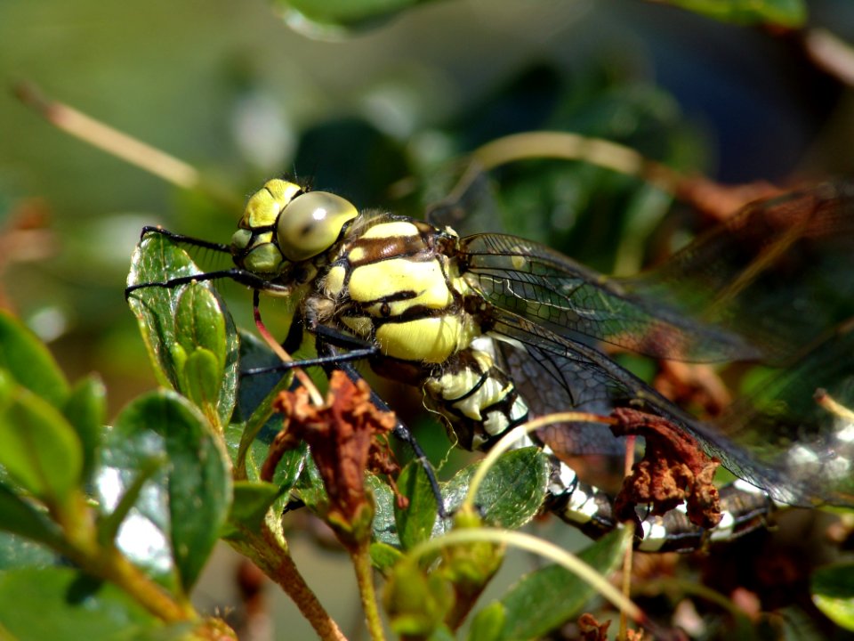 Insect Invertebrate Pest Macro Photography