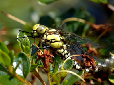 Insect Invertebrate Pest Macro Photography