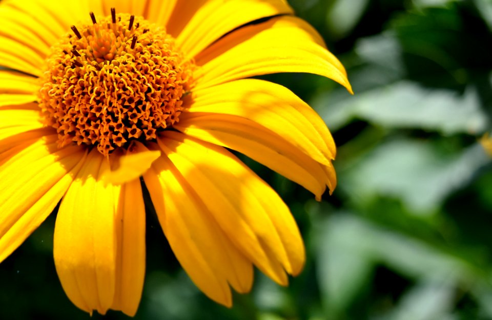 Flower Yellow Flora Close Up