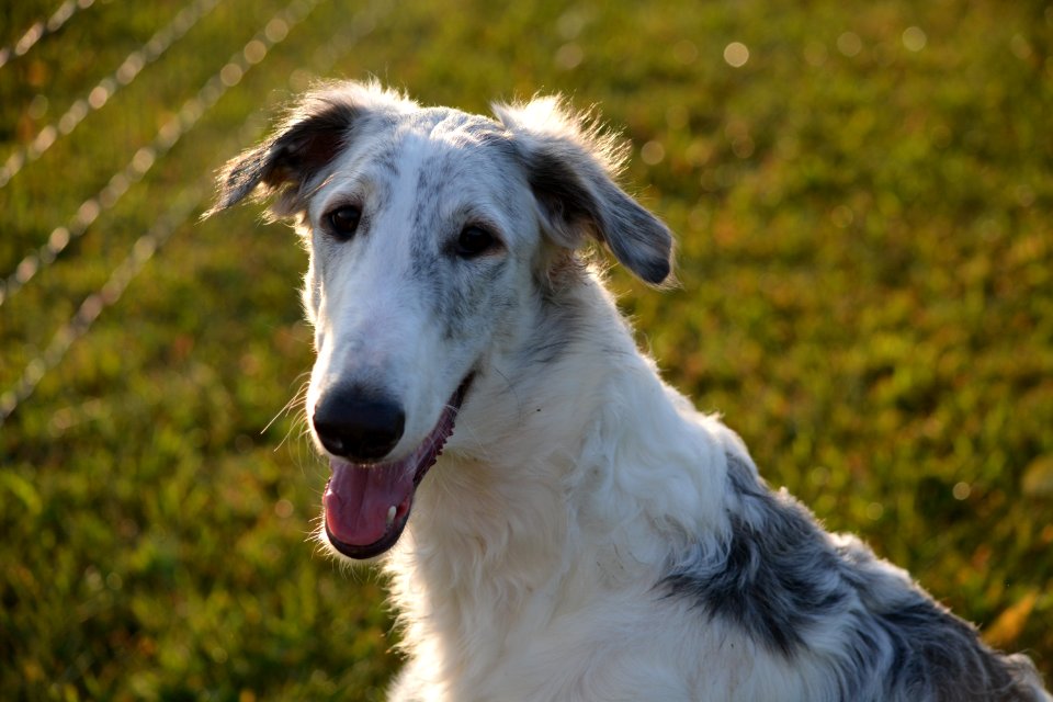 Dog Dog Breed Borzoi Silken Windhound