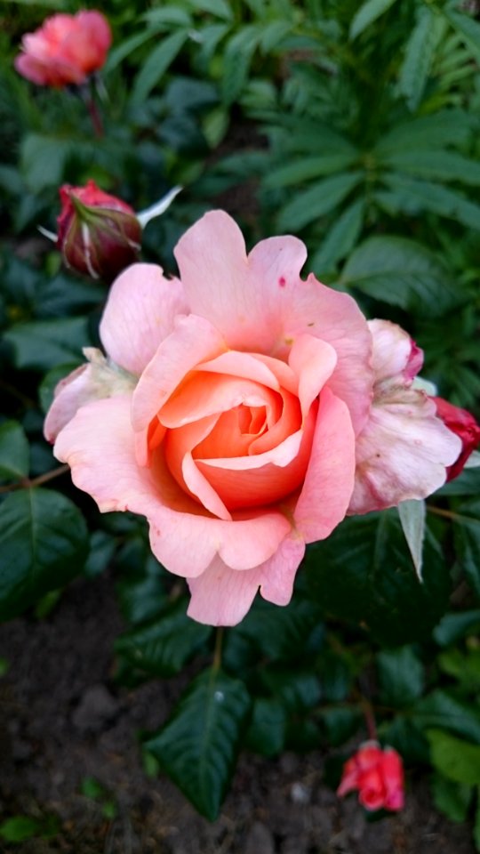 Rose Flower Rose Family Plant