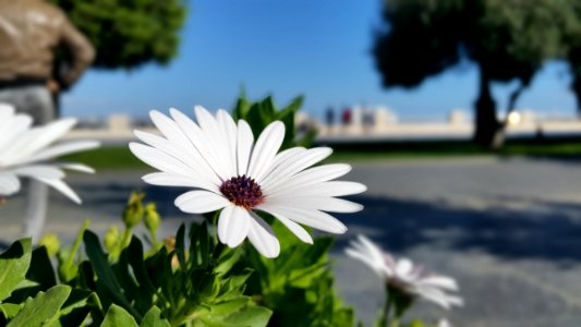Flower Flora Plant Oxeye Daisy