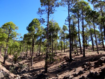 Tree Ecosystem Vegetation Nature Reserve photo