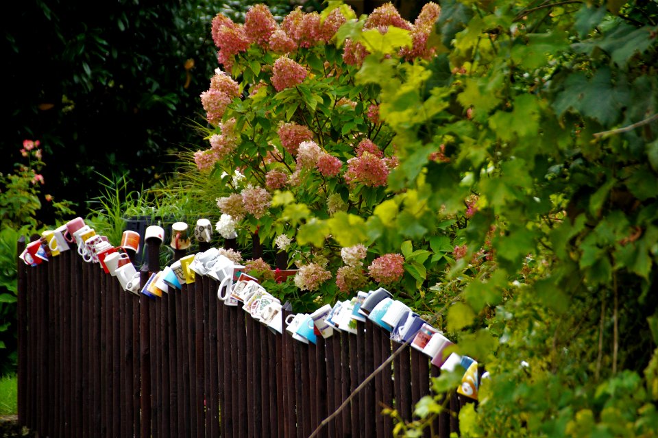 Plant Leaf Tree Garden