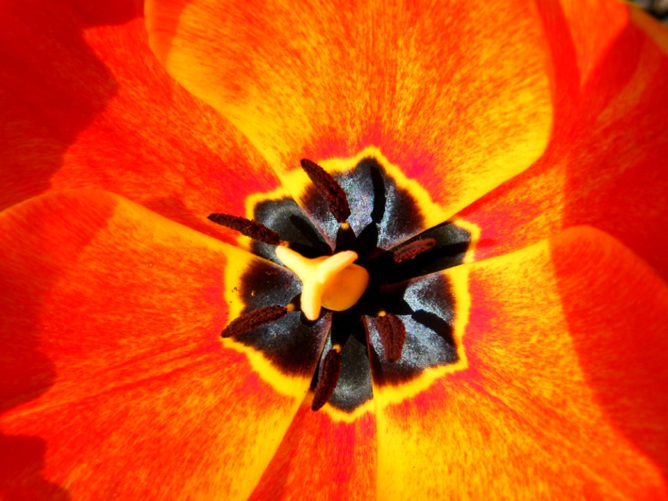 Flower Yellow Orange Close Up