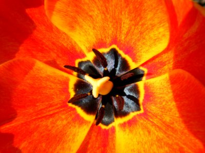 Flower Yellow Orange Close Up photo