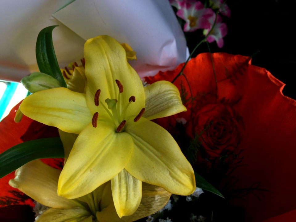 Flower Lily Yellow Flora