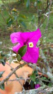 Flower Flora Plant Pink