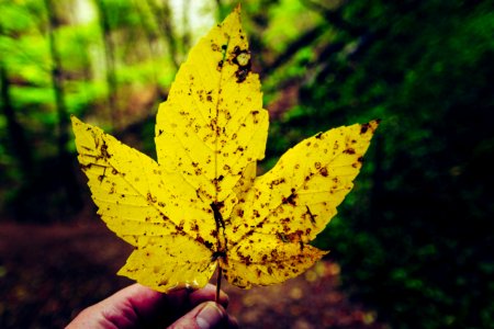 Leaf Yellow Flora Autumn