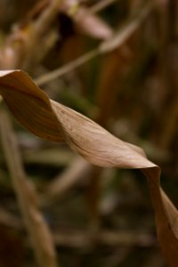 Flora Leaf Plant Grass Family