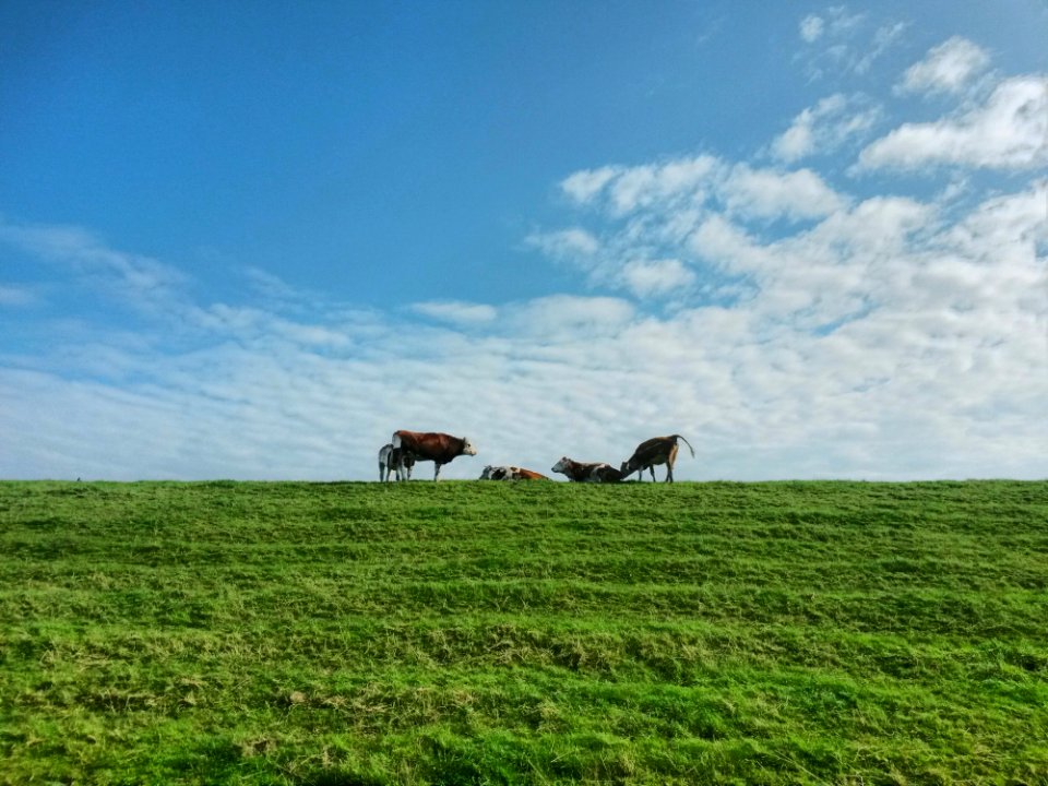 Grassland Pasture Ecosystem Prairie