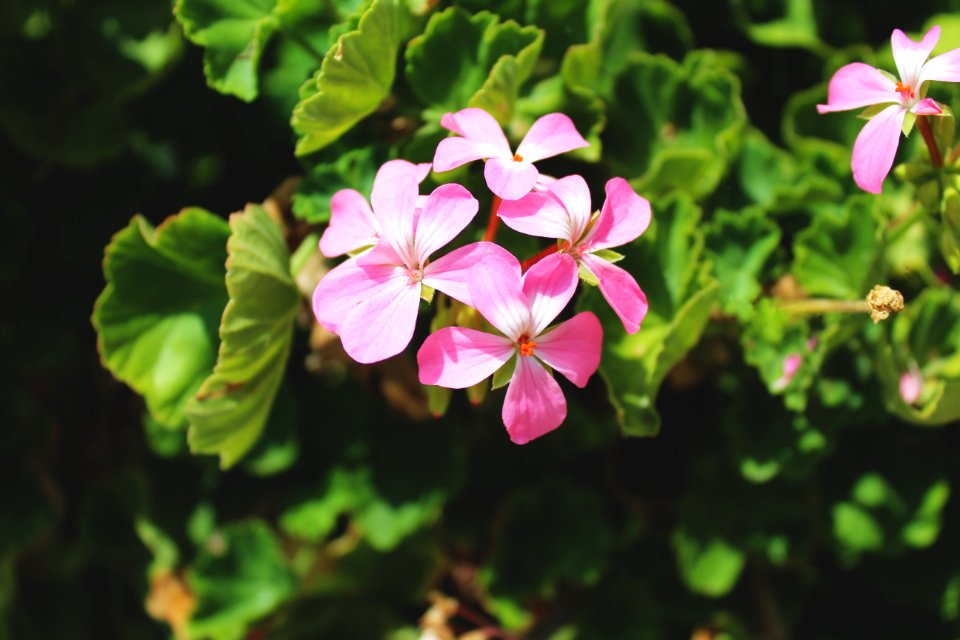 Flower Plant Flora Flowering Plant